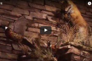 VIDEO: Cheyenne Ridge Signature Lodge