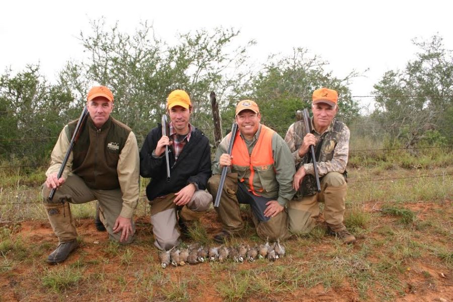 Bobwhite quail hunting