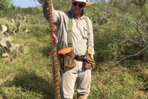 Wild Bobwhites and Huge Rattlers in South Texas