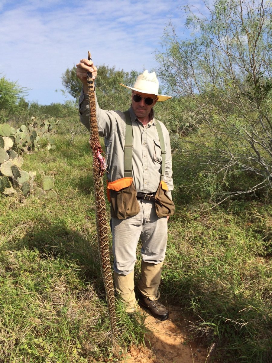 Wild Bobwhites and Huge Rattlers in South Texas
