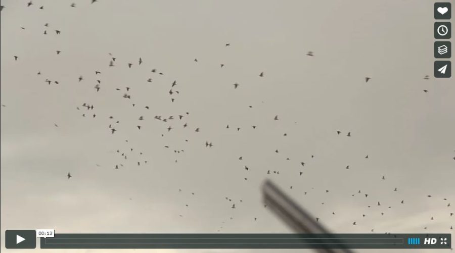 VIDEO: Millions of Doves in Cordoba