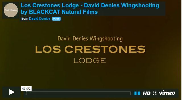 VIDEO: David Denies Wingshooting