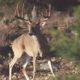 Big Whitetails in Alberta and South Texas
