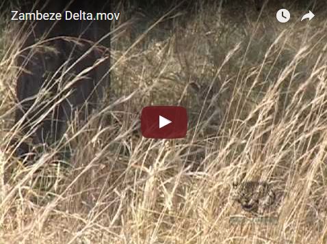 VIDEO: Zambeze Delta