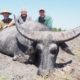 Big Buffalo in Australia