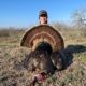 South Texas Rio Grande Turkeys, Hogs, and Varmints…