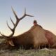 A Fantastic 2025 Elk Season! Check out the bulls