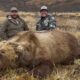 Brown Bear Report….Best Season Ever – Giant Bears!